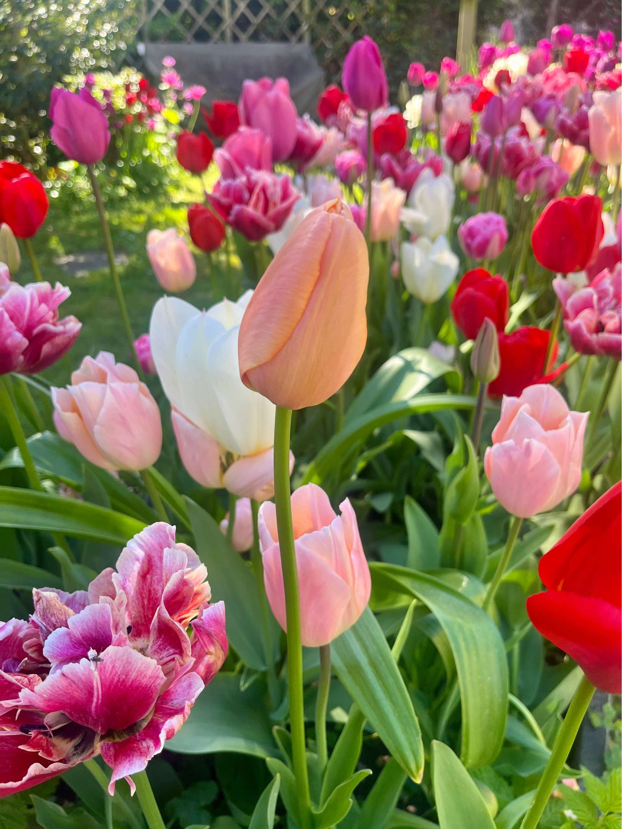 Exklusivmischung 'Svaneke Delight'
